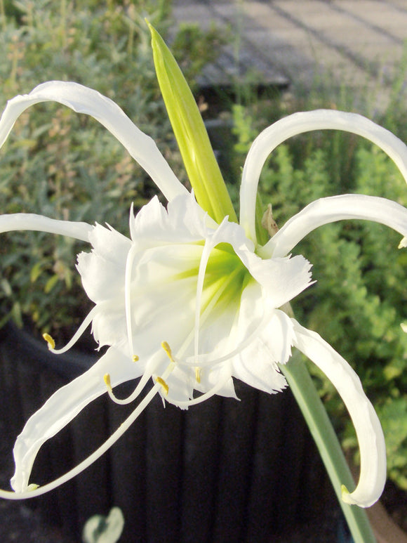 Close-up of Hymenocallis Festalis Zwanenburg blossom