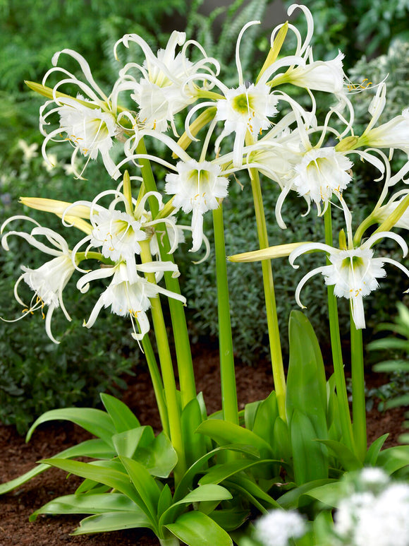 Peruvian Daffodil with long slender petals and frilled centre