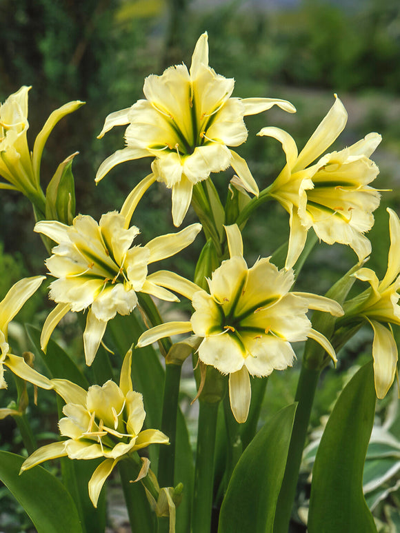 Elegant white Peruvian Daffodil with glossy green leaves