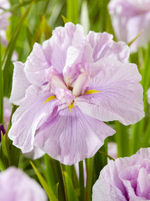 Japanese Iris Dinner Plate Tub Tim Grob