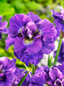 Siberian Iris Concord Crush