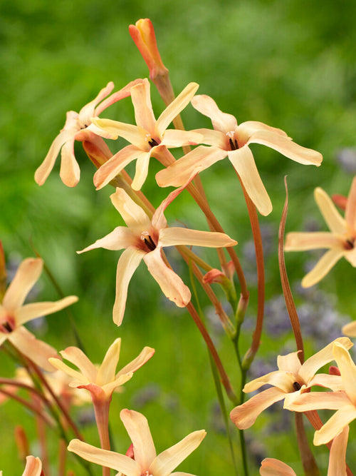 Buy Ixia paniculata Eos