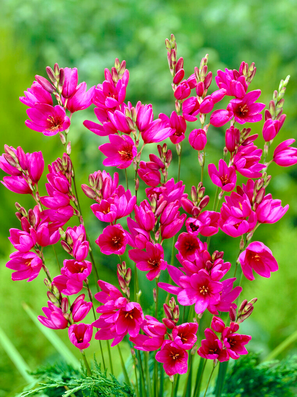 corn lily flower Ixia Purple