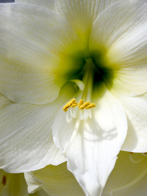 Buy Amaryllis Bulbs Christmas Gift