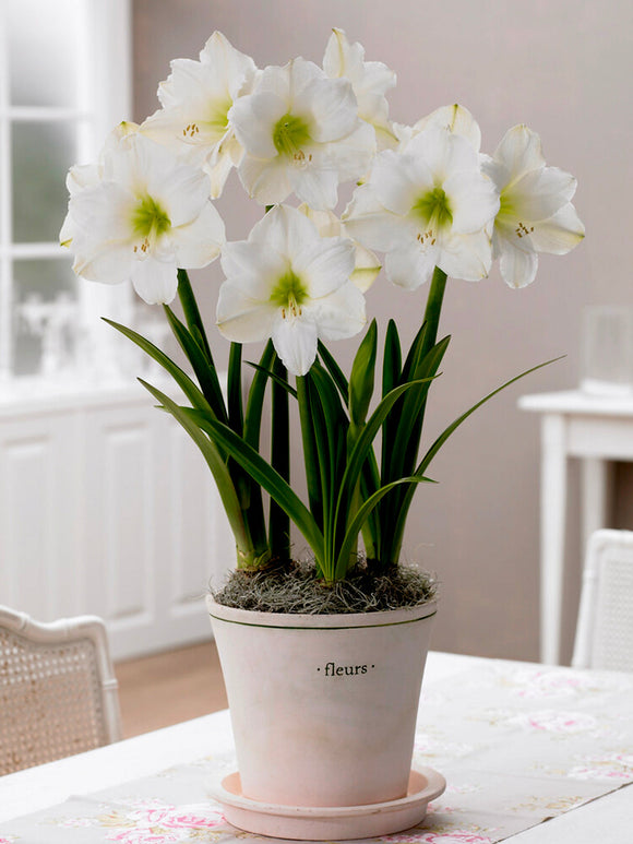 Buy Amaryllis Christmas Gift
