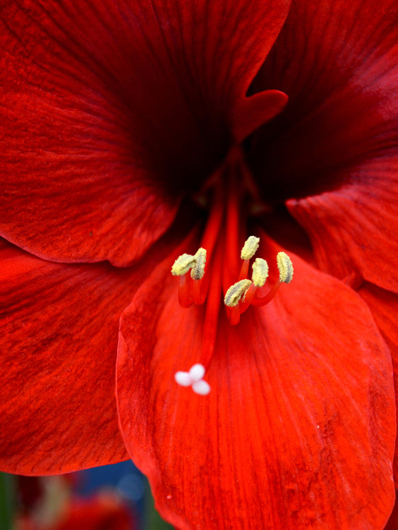 Amaryllis Ferrari