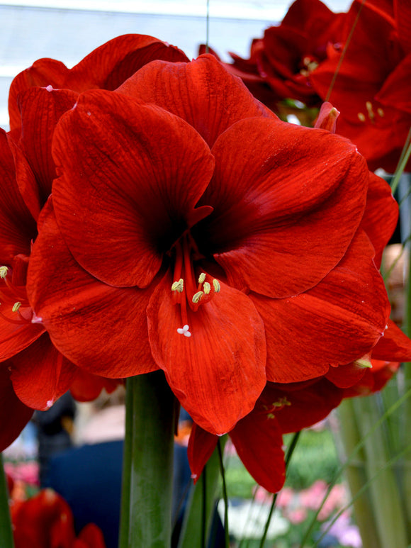 Amaryllis Ferrari Bulbs