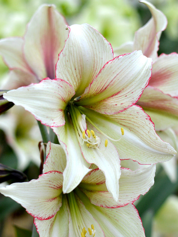Buy Jumbo Amaryllis Magic Green