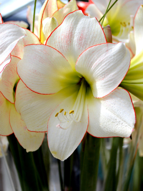 Amaryllis Bulbs UK Shipping Picotee Variety