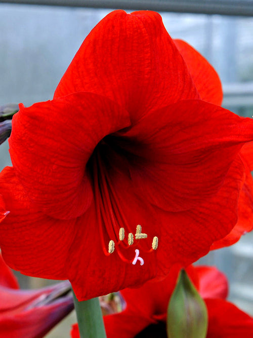 Buy Red Amaryllis Bulbs