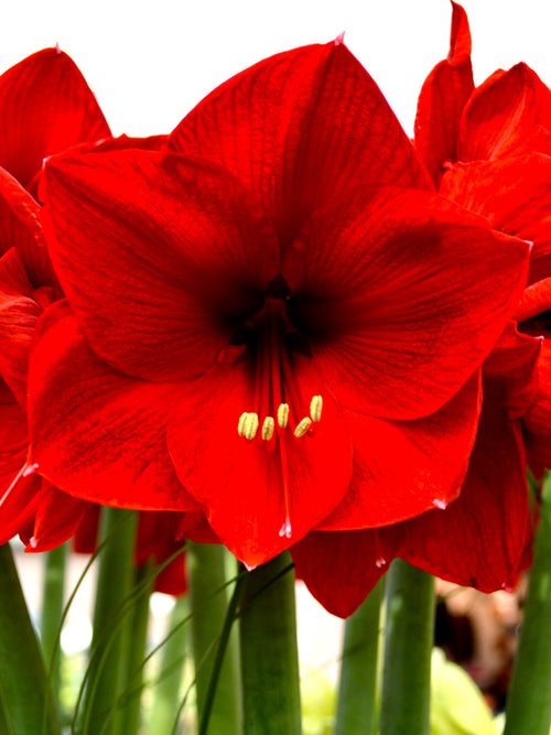 Amaryllis Red Lion