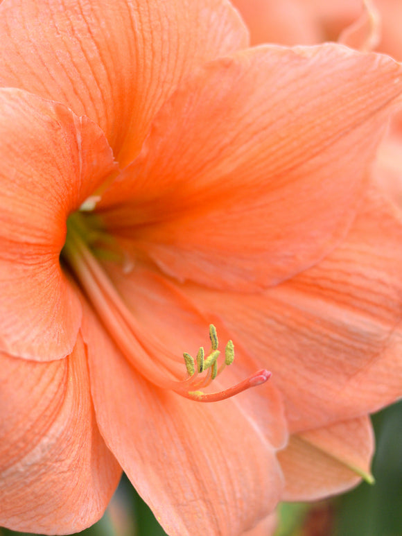 Jumbo Amaryllis Rilona - Peach, Apricot and Salmon flowers