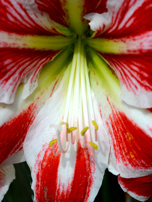 Red and white amaryllis bulbs