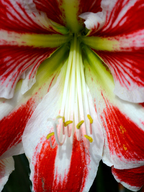 Red and white amaryllis bulbs