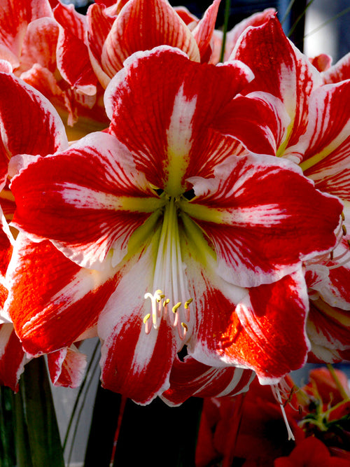 Amaryllis Spartacus Bulbs