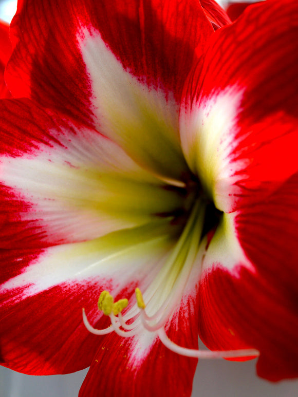 Amaryllis Tres Chic Bulbs