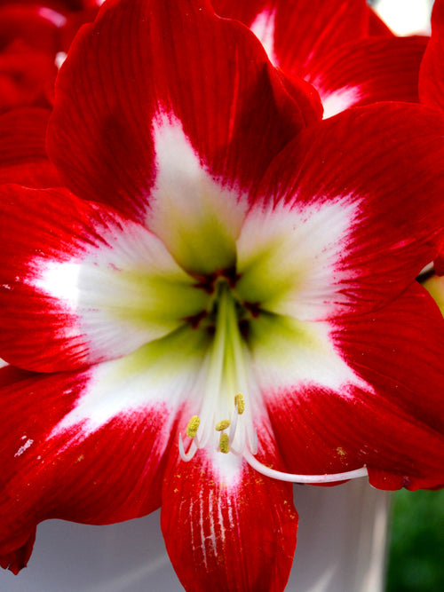 Jumbo Amaryllis Tres Chic