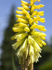 Red Hot Poker Citrina (Kniphofia)