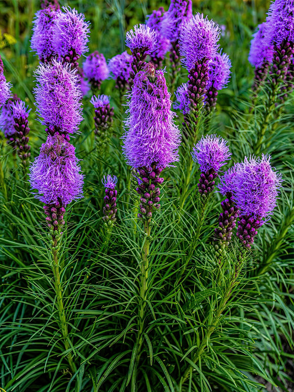 Liatris Spicata spring planted liatris corms