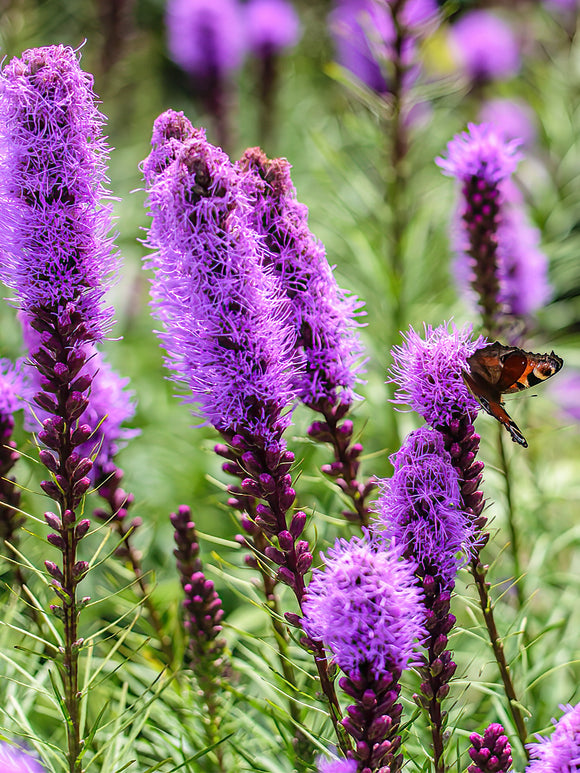 Liatris Spicata from Holland