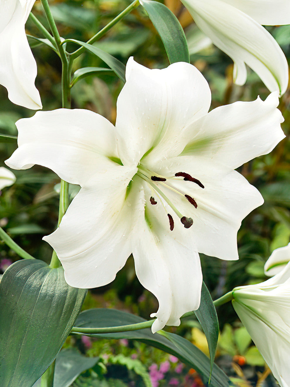 giant white lily bulbs Lily Pretty Woman