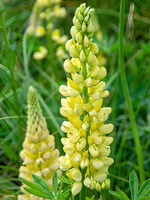 Lupin Chandelier bare roots from Holland