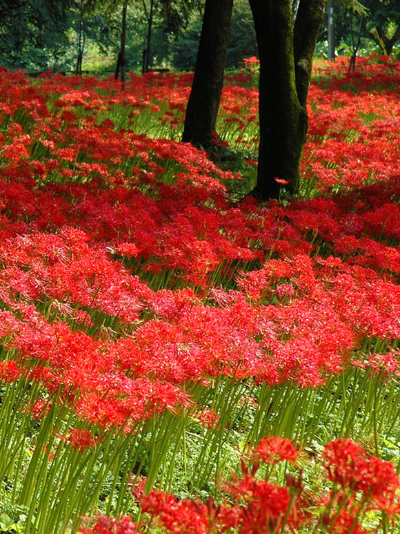 Top quality Red Spider Lily from Holland