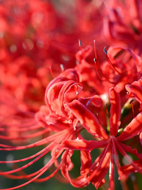 Top quality Red Spider Lily from Holland