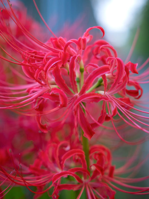 Top quality Red Spider Lily from Holland