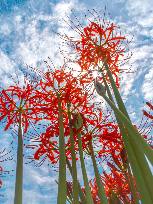 Top quality Red Spider Lily from Holland