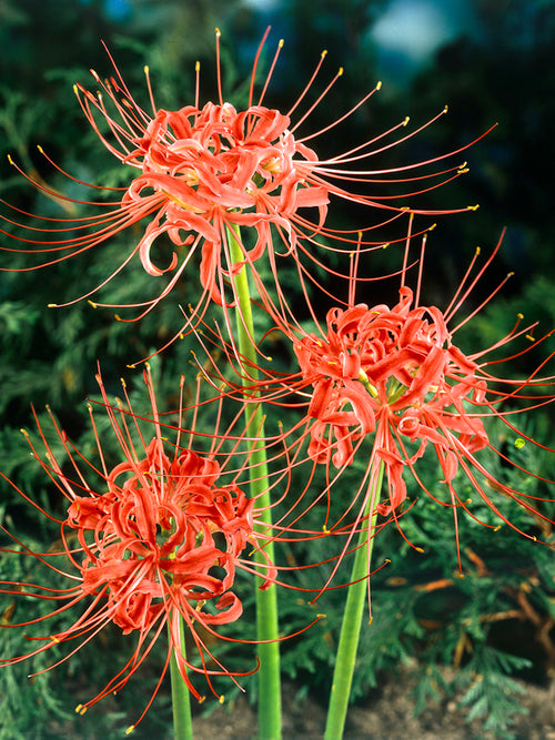 Top quality Red Spider Lily from Holland