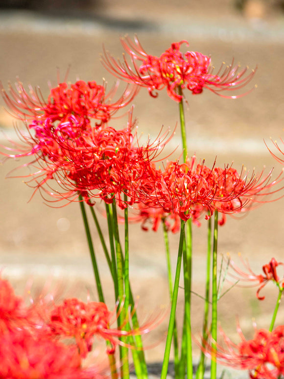 Top quality Red Spider Lily from Holland