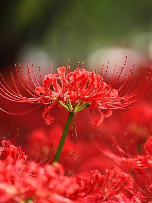 Top quality Red Spider Lily from Holland