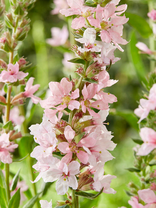Lythrum Salicaria Blush (Purple loosestrife)