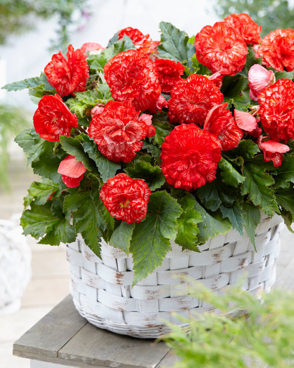 Marmorata Begonia Bulbs for EU shipping