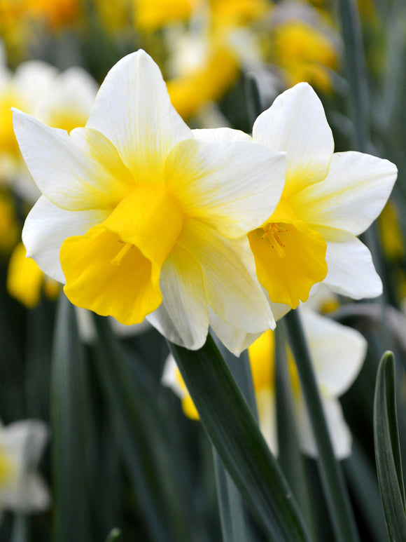 Buy Narcissus Golden Echo
