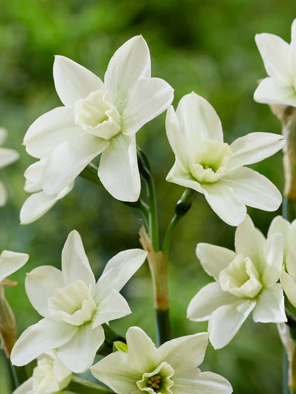 Narcissus Polar Hunter multi flower daffodil