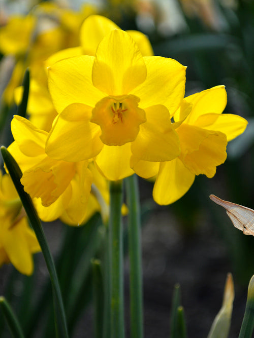 Daffodil Bulbs Quail