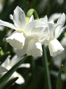 Mini Daffodil Thalia