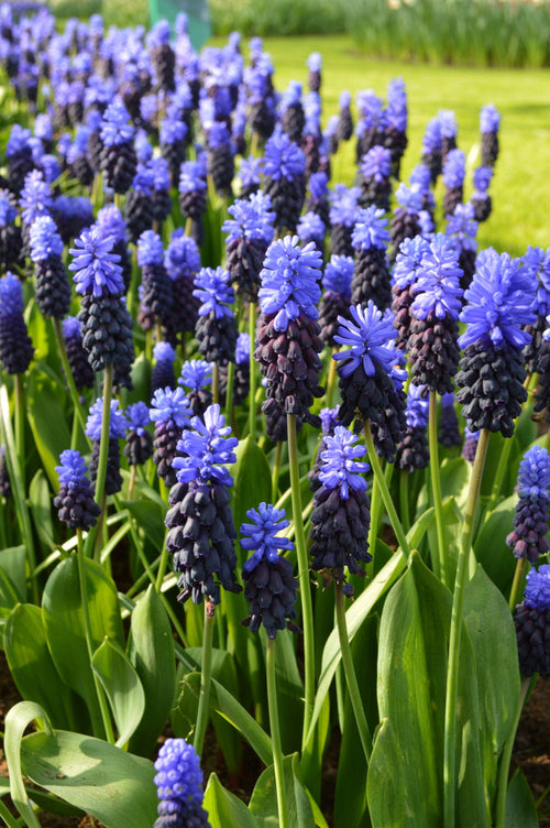 Muscari Latifolium Bulbs