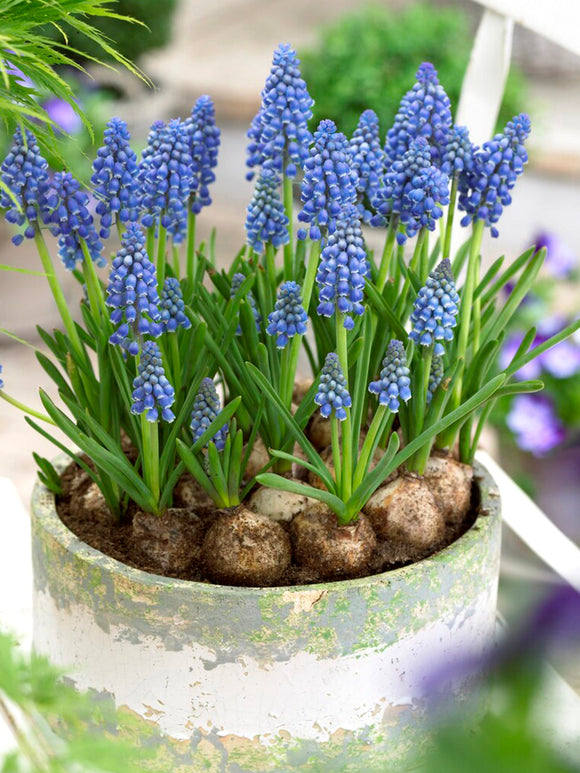 Muscari Armeniacum Bulbs