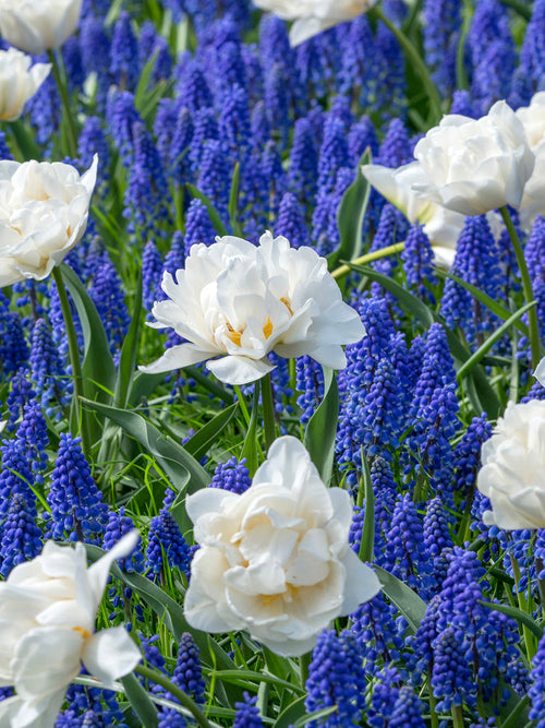 Grape Hyacinths flower bulbs