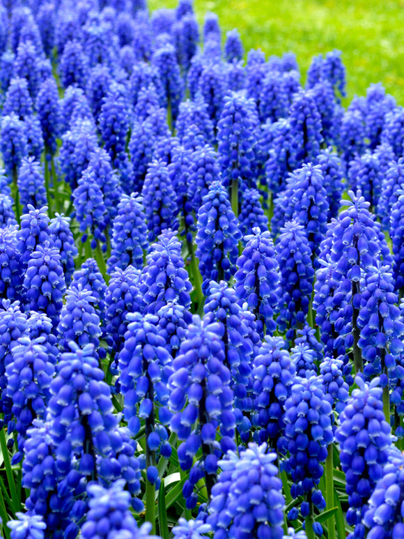 Muscari Armeniacum Bulbs