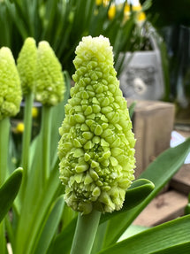 Muscari Lady Madonna (Grape Hyacinth)