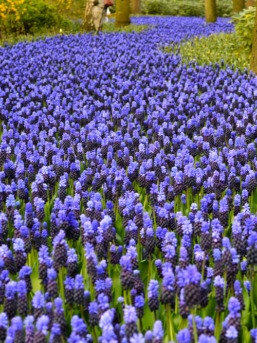 Muscari Bulbs Latifolium
