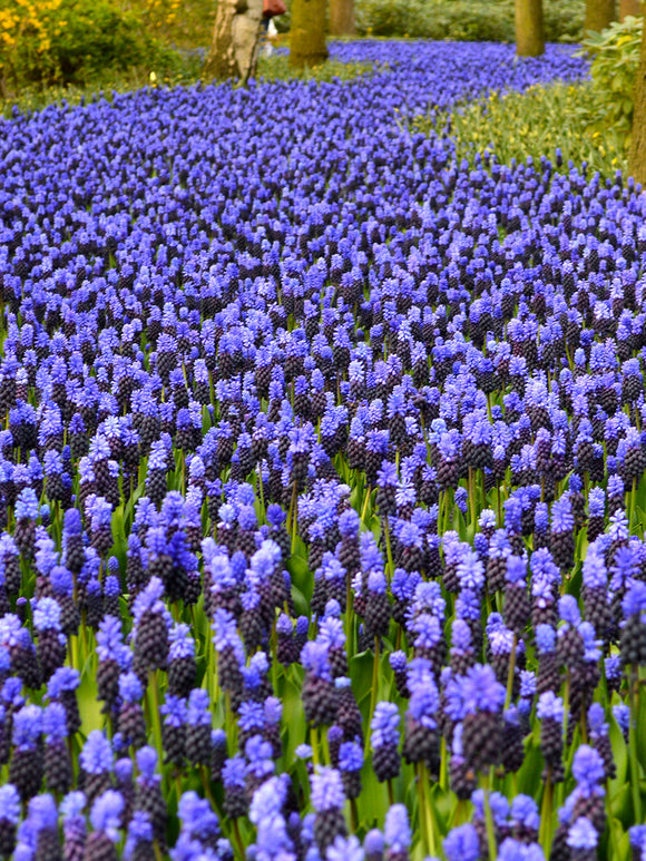 Muscari Bulbs Latifolium