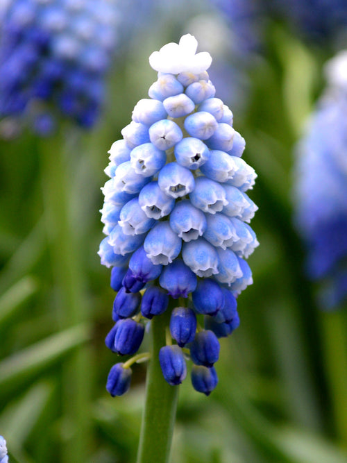 Buy Muscari flower bulbs