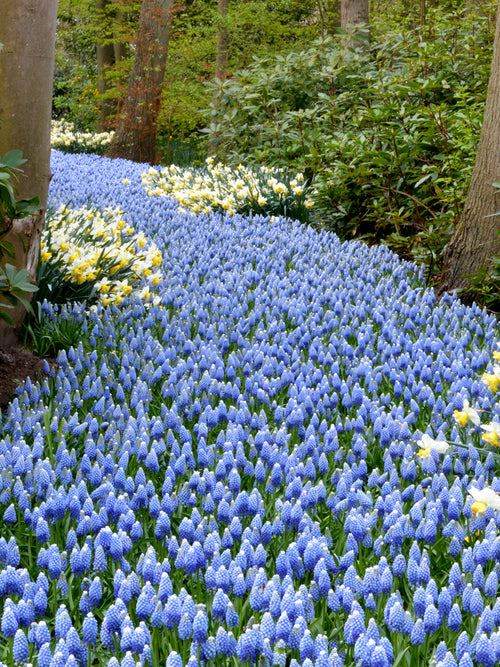 White and Blue Muscari flower bulbs