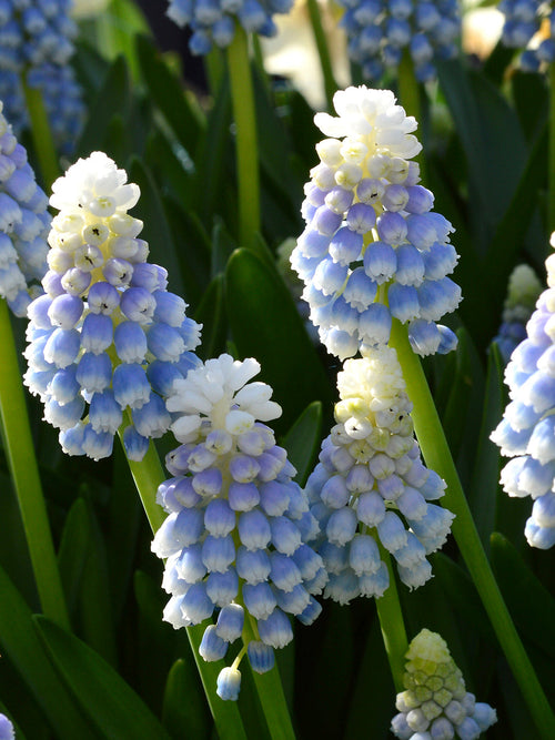 Muscari Bulbs Mount Hood UK