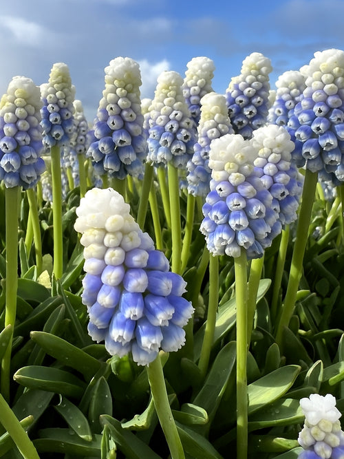 Flowering Muscari ‘Mountain Lady’ – hardy spring bulb with ombré blue blooms, perfect for naturalising.